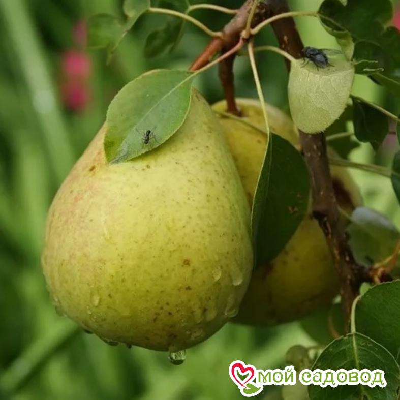 Груша Сказочная Осенняя