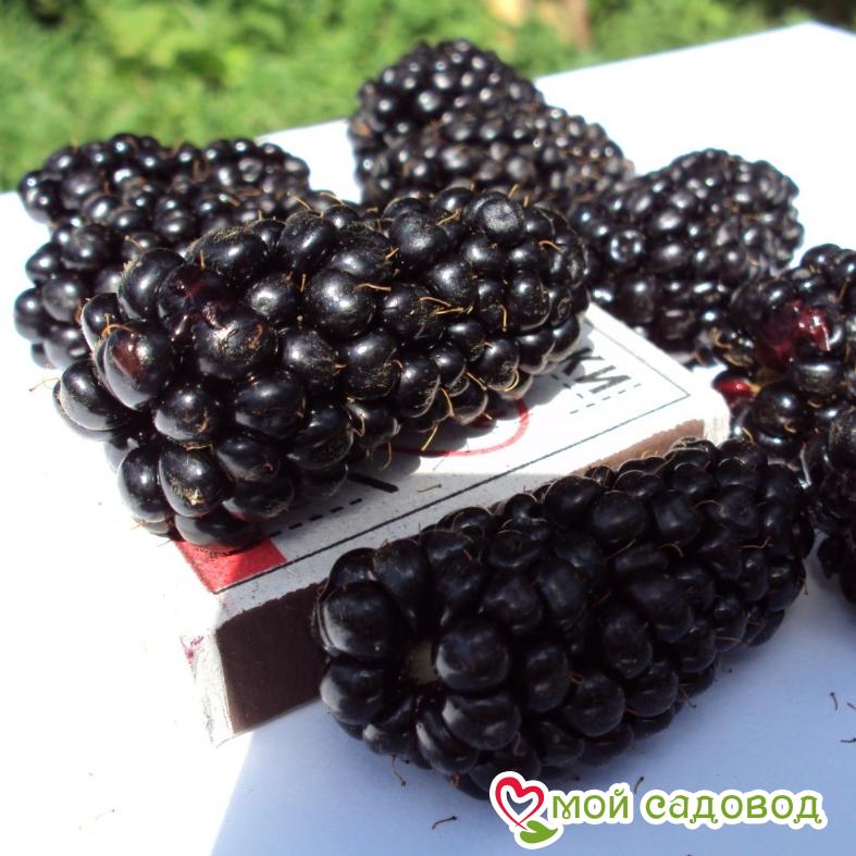 Ежевика кустовая "Трипл Краун"