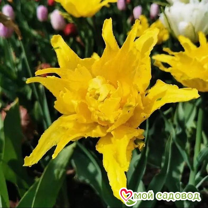 Тюльпан лилиецветный Монте Спайдер