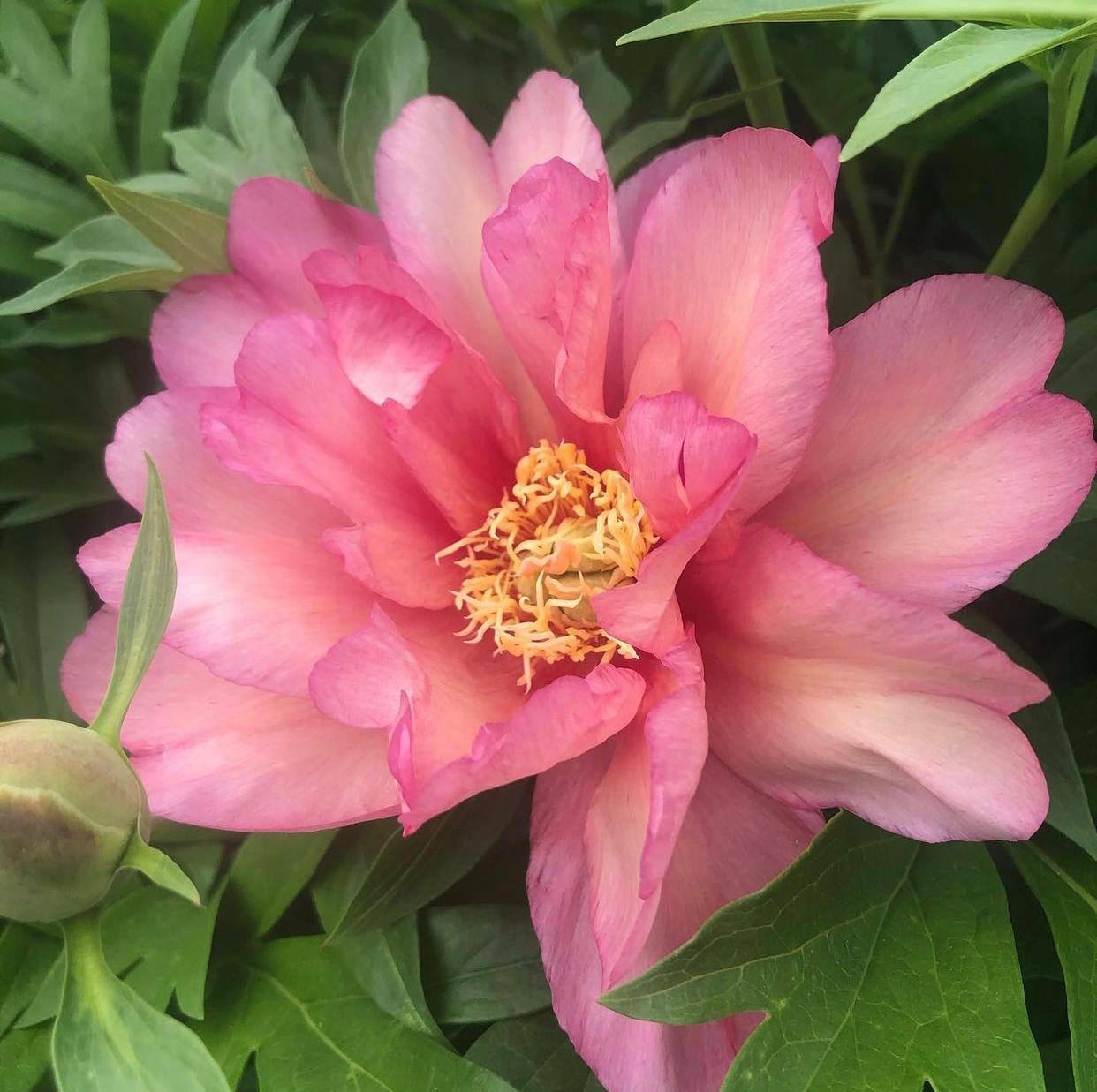 Пион (Ито-гибрид) Джулия Роуз