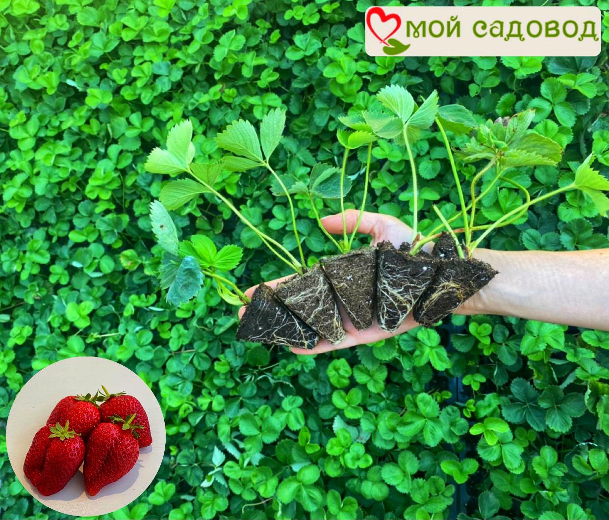 Клубника Эвис делайт