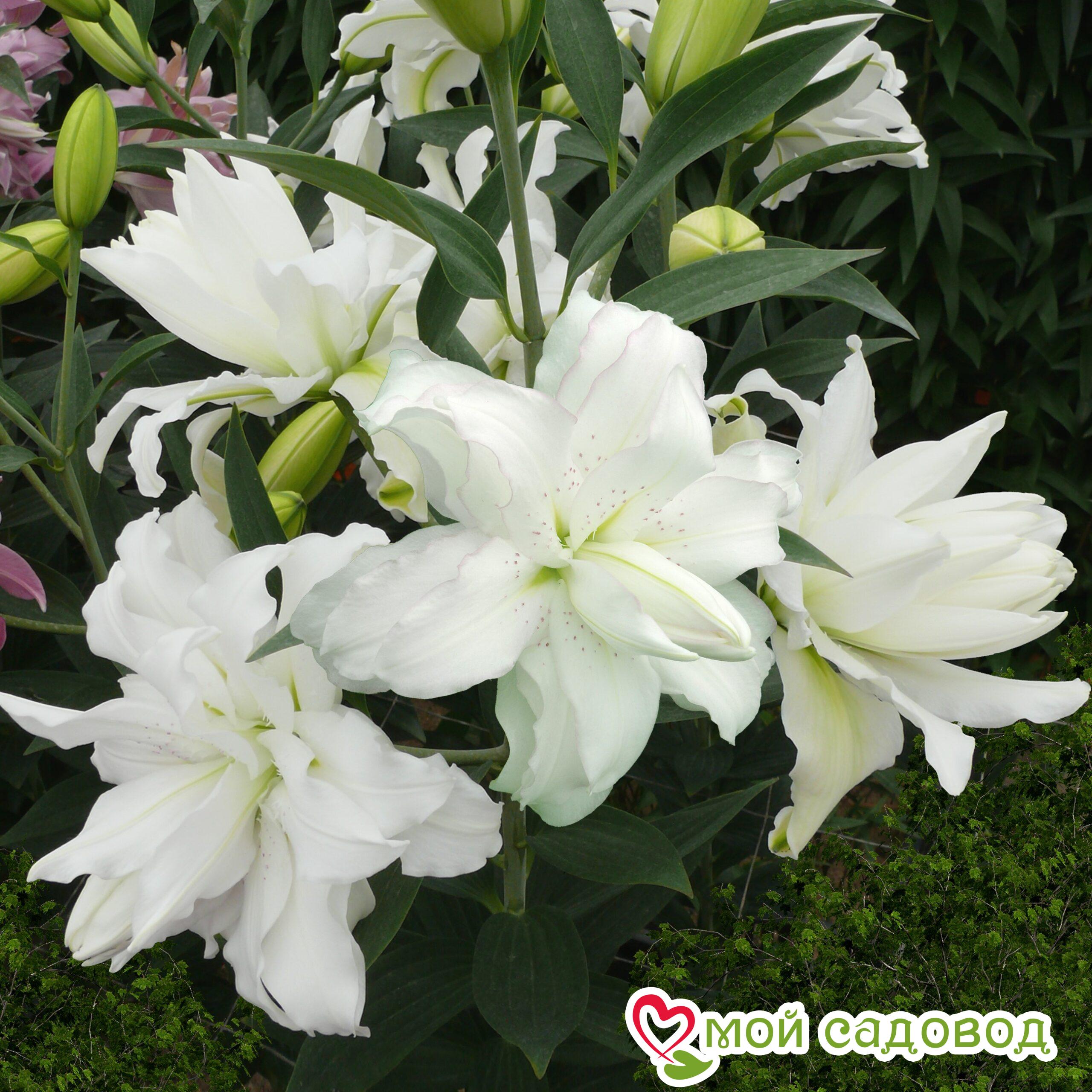 Лилия ЛОТУС ПЬЮР