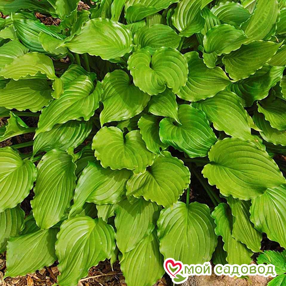 Хоста гибридная Перпл Сенсейшен