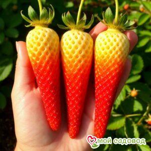 Клубника Амалия Желтый Гигант